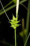 Pine barren sedge